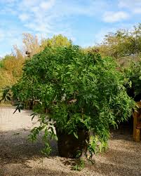 Image result for Millettia stuhlmannii