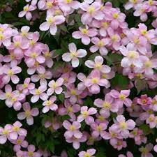 A vigorous deciduous climber, in late spring it is covered. Clematis Montana Rubens Pink Anemone Clematis