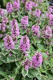 Image result for Ajuga