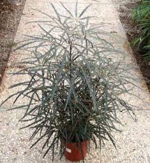 Pin On Garden