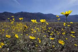 We did not find results for: Rare Death Valley Super Bloom Carpets Desert With Color