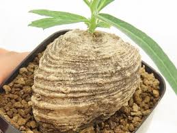 Image result for Trochomeria polymorpha