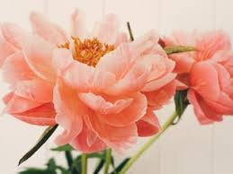 We did not find results for: 15 Best Flower Delivery Services For Mother S Day In 2021 Self