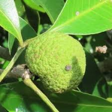 Image result for Vepris reflexa