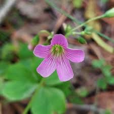 Image result for Oxalis debilis