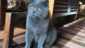 Blue lilac british shorthair cat. Blue British Shorthair Cats Youtube