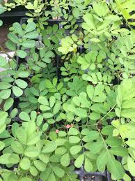 Image result for Seddera suffruticosa