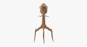 3d Bacteriophage 3d Model 3d Model Model Decor