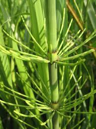 Image result for Equilabium petiolare