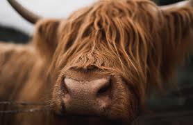 These lovable little ones make amazing fun pets for everyone. Miniature Highland Cows Black Field Farm