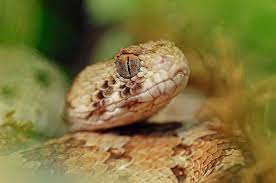 How To Survive A Fast Venomous Flesh Destroying Snake Animals Images Snake Animals