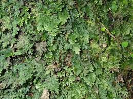 Image result for Crepidomanes inopinatum