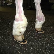 Partly on the presence of preexisting surgical or. Pdf Management Of Tendon Disorders In Cattle
