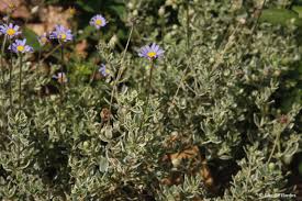 Image result for Felicia abyssinica