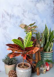 Image result for Croton polytrichus