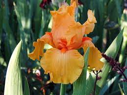 Plant Database Entry For Tall Bearded Iris Iris Skyfire With 5 Images And 28 Data Details Plants Plant Database Bearded Iris