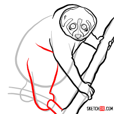 Easy animals to draw so cute for kids. How To Draw A Slow Loris Wild Animals Sketchok
