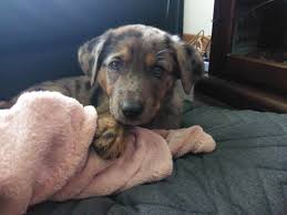 Custom blankets personalized photo blankets custom collage blankets with 1 photo (i.redd.it). Reddit Meet Nyx Our Catahoula Cross German Shepherd Puppy Imgur