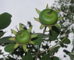 Image result for Sonneratia alba