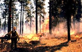 The Ponderosa Pine Forest Partnership