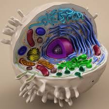 More images for animal cell project ideas on poster board » 40 Science Project Ideas Animal Cell Project Cell Model Animal Cells Model