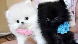 Pomeranian/chihuahua puppies pic hide this posting restore restore. Pomeranian Puppies For Sale Charlotte Nc 287285