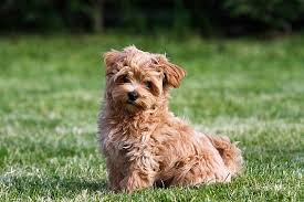 alles wichtige uber charakter erziehung haltung pflege und geschichte des maltipoo dazu viele tolle bilder und maltipoo welpe maltipoo welpen maltipoo hund