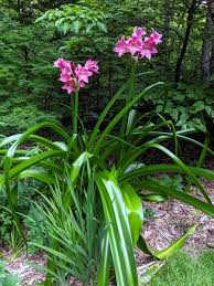 Image result for Crinum stuhlmannii