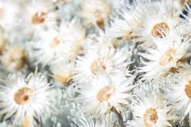Brown and black butterfly flying above beautiful flowers. What Plants And Trees Will I See On Mount Kilimanjaro The Ultimate Kilimanjaro Blog