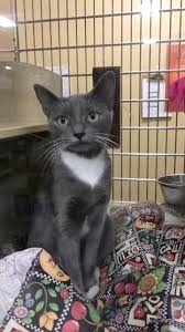 3 Stages of Cat Development 🦖😹 #funnycat #funny #catsoffacebook  #catsofinstagram #felinefriends #catmom #catlifestyle #catlife #kitten