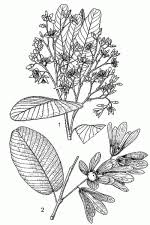 Image result for Monotes glaber