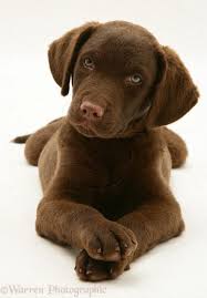 Black And White Chesapeake Bay Retriever Chesapeake Bay Retriever Honden Hond Kat Huisdieren