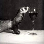 Black And White Ferret Items Similar To 8x8 Black And White Ferret Photograph Dastardly Dexter Ferret With Wine Glass On Etsy Ferret White Ferret Baby Ferrets