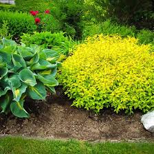 The gold mound spirea is a small shrub that grows 2 to 3 feet tall and 3 or 4 feet wide. Goldmound Spirea Goldmound Spirea Spirea Spirea Shrub