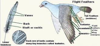 Birds Of A Feather Flock Together Meaning In Malayalam Bird Flight Feathers Information Flight Feathers Types Of Feathers Bird
