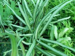 Image result for Pteris cretica