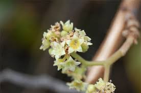 Image result for Ventilago