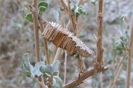 Amicta A Species Of Beetle In The Family Cerambycidae Cocoons This Orthogonal Structure Is Created By The The Incredibles Animals Animal Vegetable Mineral