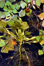 Image result for Trapa natans