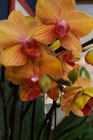 Seminato in gennaio in coltura protetta o in primavera in pieno campo in posizione solatia. Le Orchidee Viridea Orchidea Fioritura Fiori