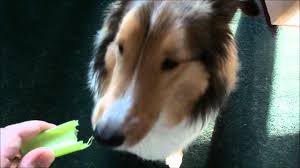 Since your dog's nutritional needs should be met by her dog food, your dog does not need the extra nutrients in celery. Can Dogs Eat Celery Safe Snack Or Unhealthy Option Caninejournal Com