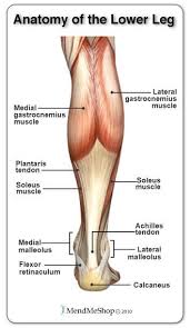 Tendons are long thin bands that attach your muscles to bones. Anatomy Of The Lower Leg From The Calf Muscle Down To The Heel Leganatomy Human Body Anatomy Body Anatomy Leg Anatomy