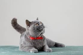 Kedi Kisirlastirma Fiyati 2020 Kedi Kisirlastirma Nasil Yapilir Oku Haber Tarafsiz Haber Oku