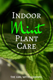 Free shipping on qualified orders. Add Some Mint To Your Indoor Herb Garden Here S How To Properly Care For Your Mint Plant Indoors To Keep Harvesting L In 2020 Mint Plants Mint Plant Care Growing Mint