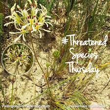 Image result for Brachystegia spiciformis × microphylla