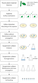 Plant cell cultures for the production of recombinant proteins. Plant Cell Culture Technology In The Cosmetics And Food Industries Current State And Future Trends Abstract Europe Pmc