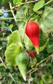 Image result for Kedrostis foetidissima