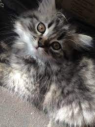 Striped Grey Siberianhimalayan Mix In Brooklyn New York - Hoobly Classifieds Cats Persian Cat Cute Cats