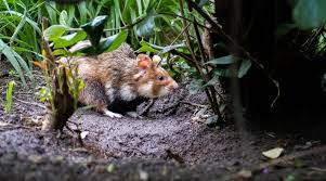 Hamsters are nocturnal (active at night) and attract the attention of other pets. Wild Hamster The Intriguing Story Behind The Household Pet