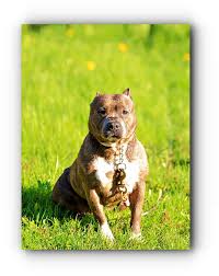 Go To The Website Above Click The Link For Further Details Pitbull Dog Attack Pitbull Dog Pitbulls Pitbull Dog Attack